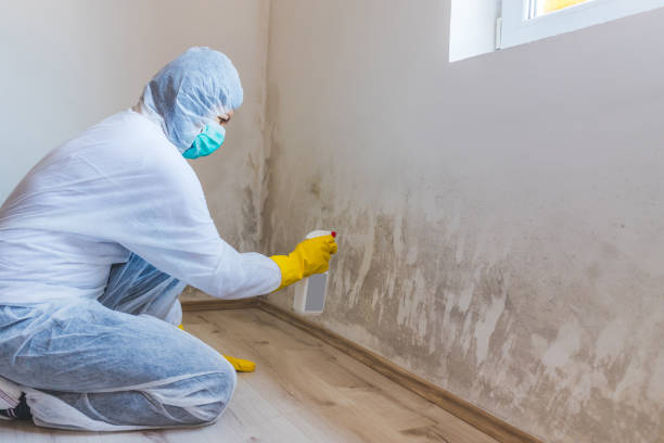 Licensed Black Mold Remediation service in Green Cove Springs, FL - 24 Hour Mold Removal